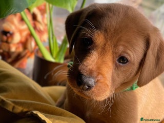 Labrador Retriever dogs Fox Red Labrador Retriever Puppies🐾 - Advert 14