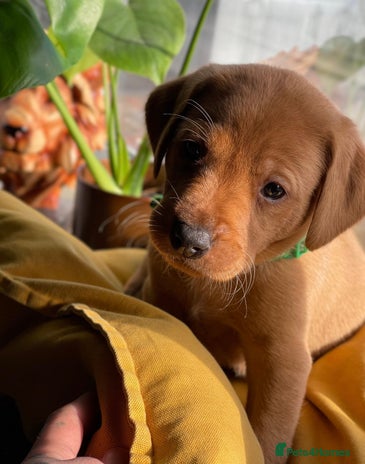 Labrador Retriever dogs Fox Red Labrador Retriever Puppies🐾 - Advert 9