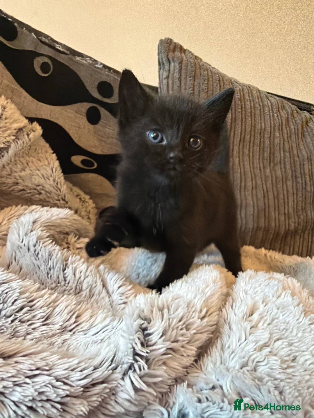 Mixed Breed cats for sale: Beautiful kittens in Bognor Regis - Advert 2