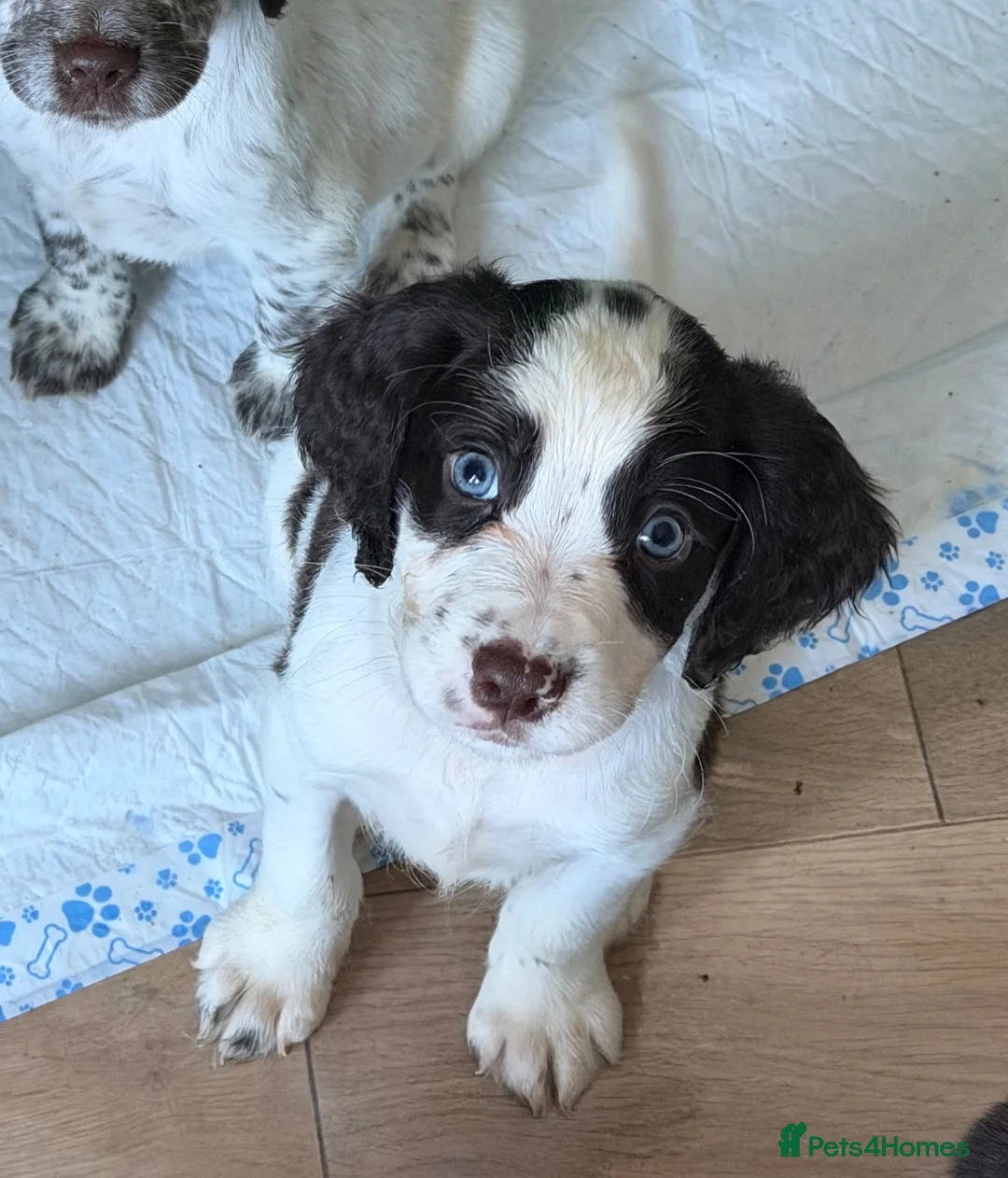 Cocker Spaniel dogs for sale: 2 pups left!!✨ - Advert 2