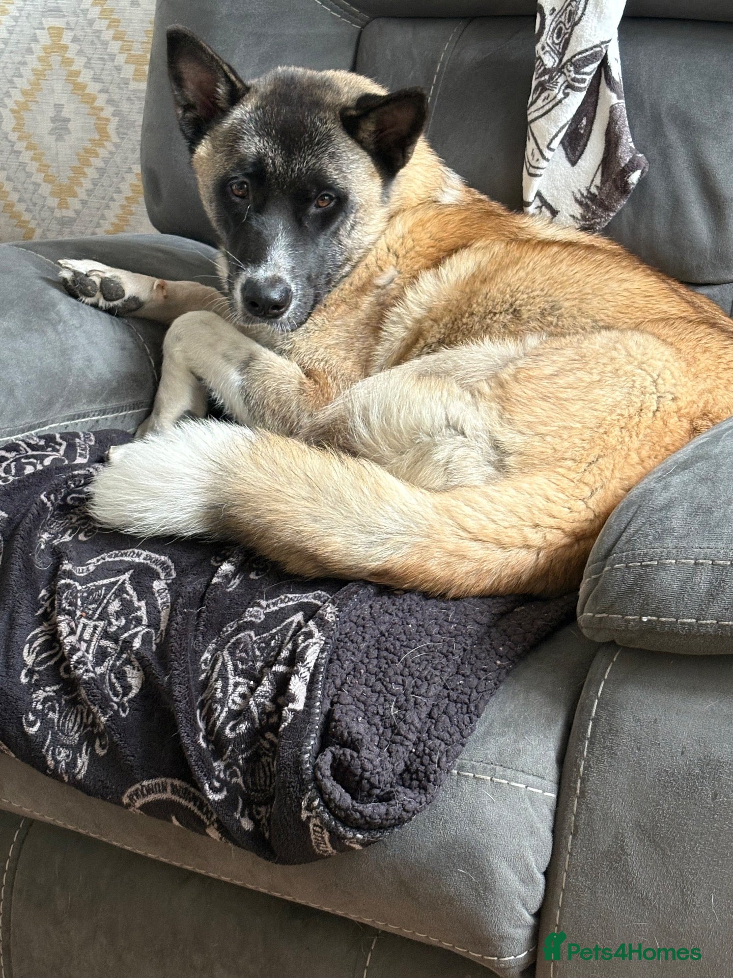Mixed Breed dogs Akita cross Labrador  - Advert 7