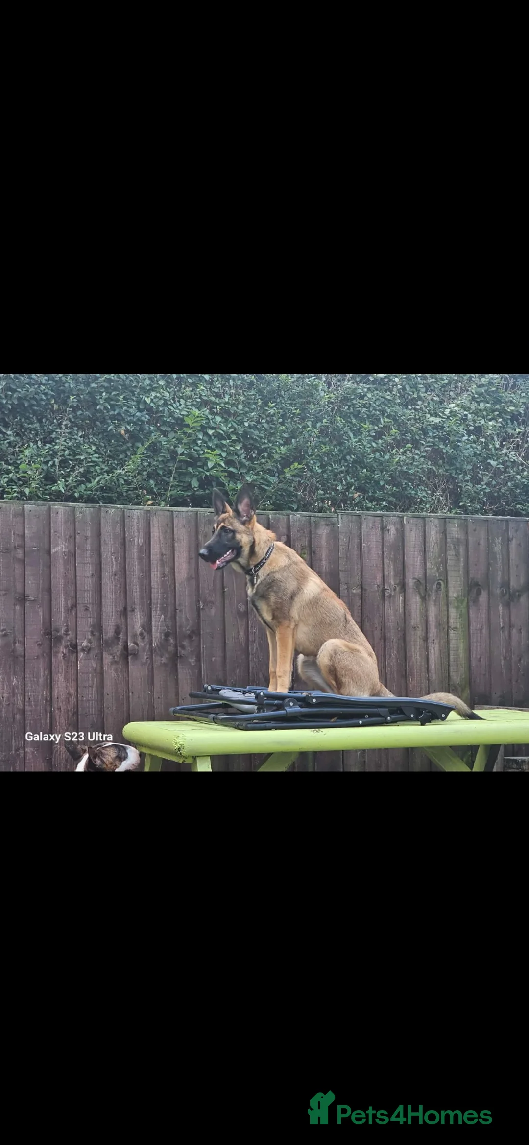 Belgian Shepherd Dog dogs for sale: 6 month old Belgium malinoi  - Advert 5