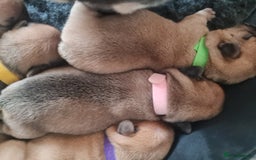 French Bulldog dogs for sale: French Bulldog puppies - Image 5