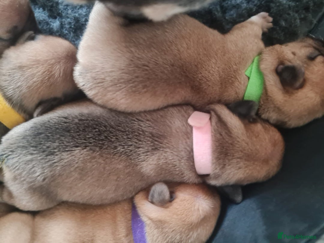 French Bulldog dogs for sale: French Bulldog puppies - Image 5