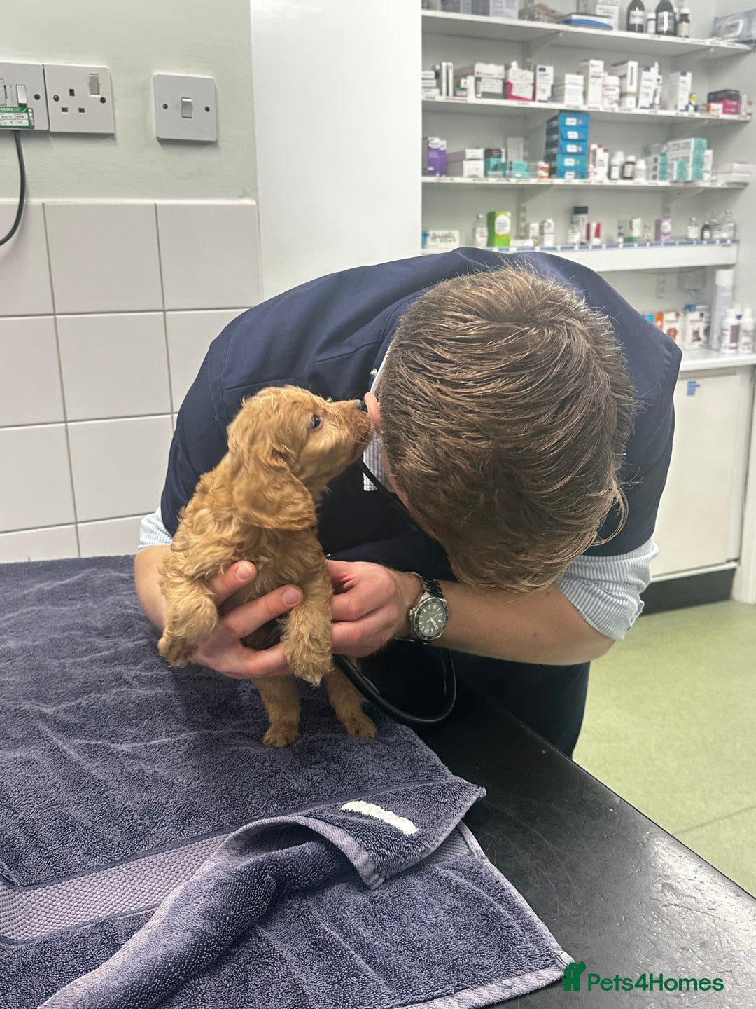 Cockapoo dogs for sale: F1 cockapoo puppies ♥️💙 - Image 10