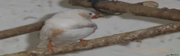 Mixed Breed birds for sale: Zebra Finch and Chinese painted Quail - Advert 4