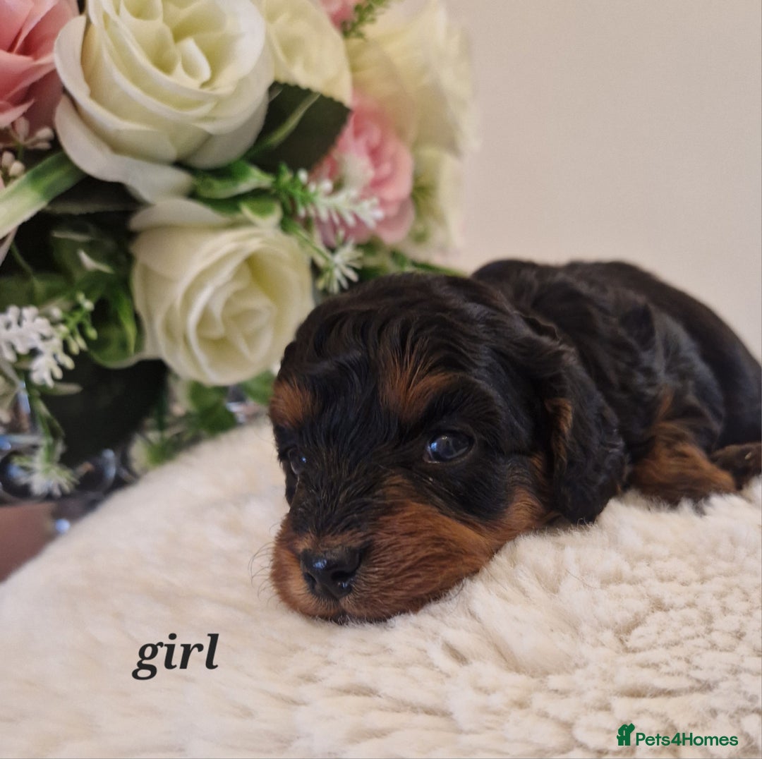 Doxiepoo dogs for sale: Daxipoo  - Image 3