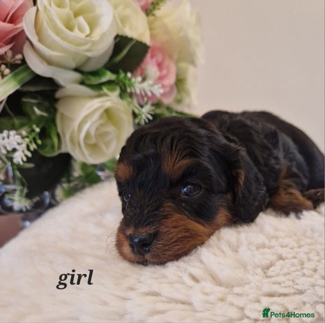 Doxiepoo dogs - Advert 13