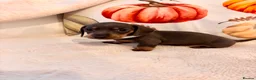Miniature Dachshund dogs for sale: KC Registered Mini Dachunds Blues and Isabelle’s - Advert 5