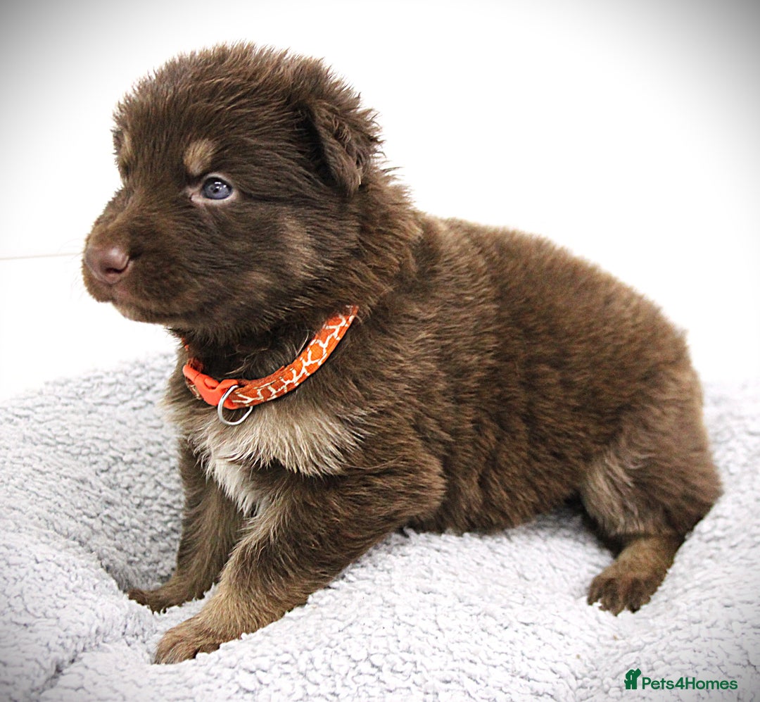 German Shepherd dogs for sale: GORGEAOUS K/C Registered German Shepherd puppies - Image 25