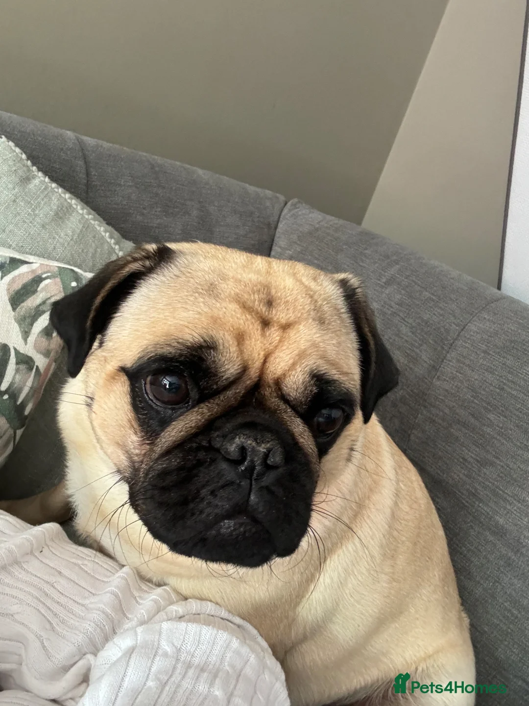 Pug dogs for sale: Female pug  - Advert 1