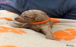 Miniature Poodle dogs for sale: Miniture poodles - READY TO LEAVE!!   - Image 27