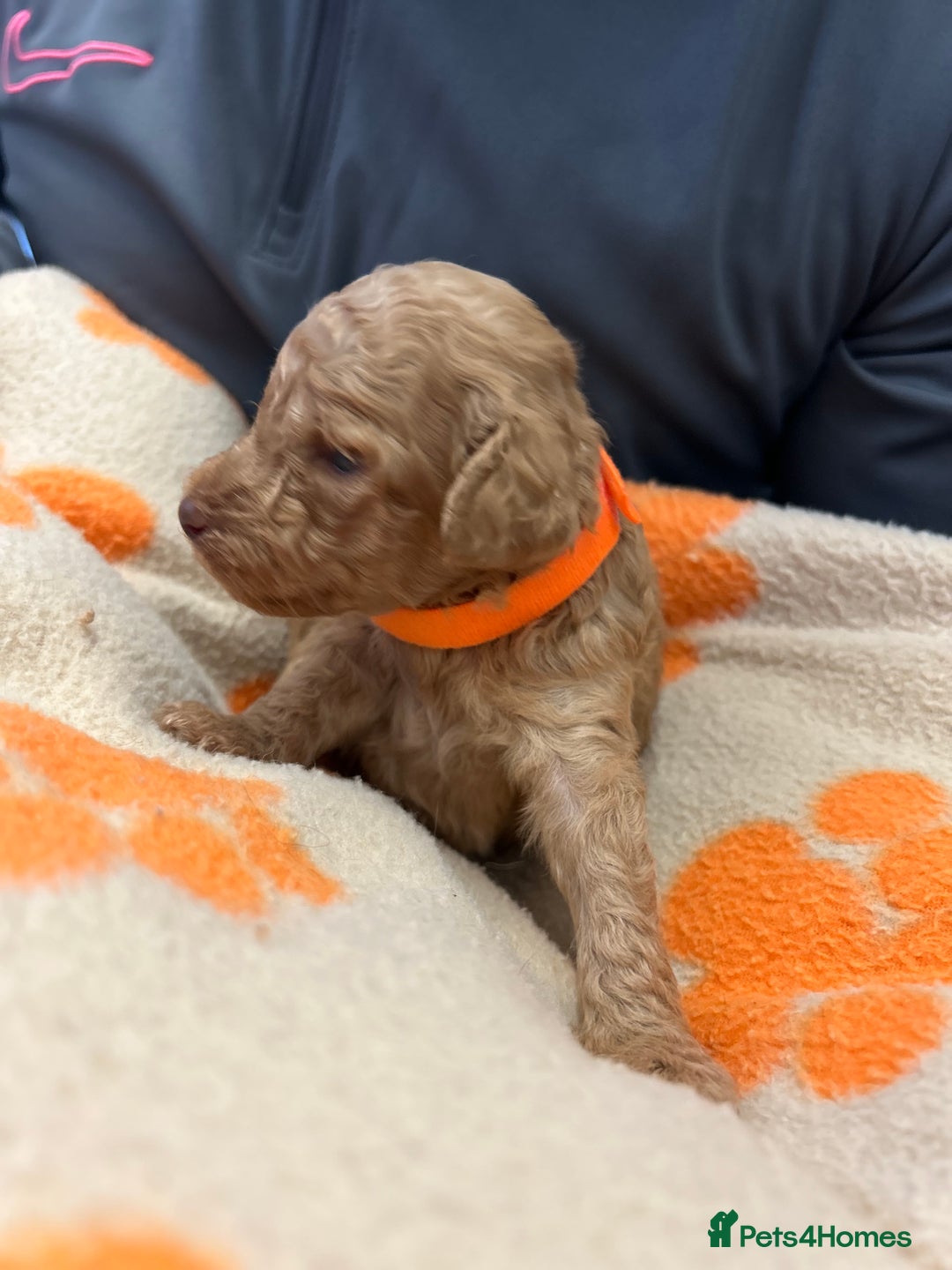 Miniature Poodle dogs for sale: Miniture poodles - READY TO LEAVE!!   - Image 27