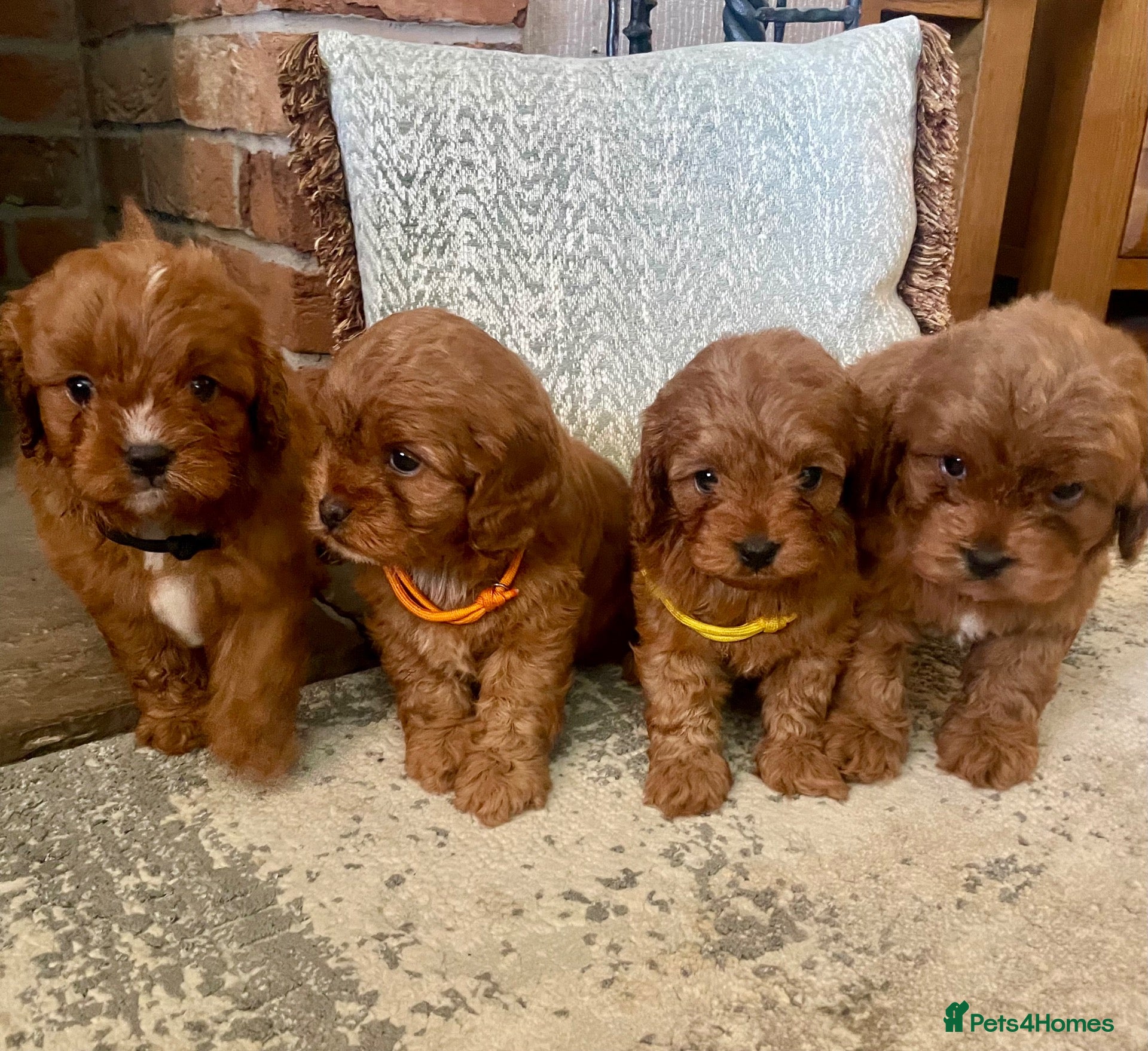 Cavapoo dogs 🐾 Outstanding deep red TOY F1 Cavapoos 🐾 - Advert 2