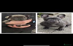 French Bulldog dogs for sale: Abi French bulldog - Image 2