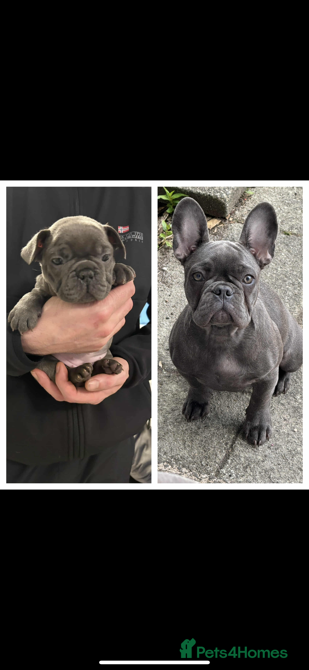 French Bulldog dogs for sale: Abi French bulldog - Image 2