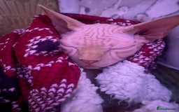 Sphynx cats for sale:  Sphynx kittens are looking for a loving  home. - Image 15