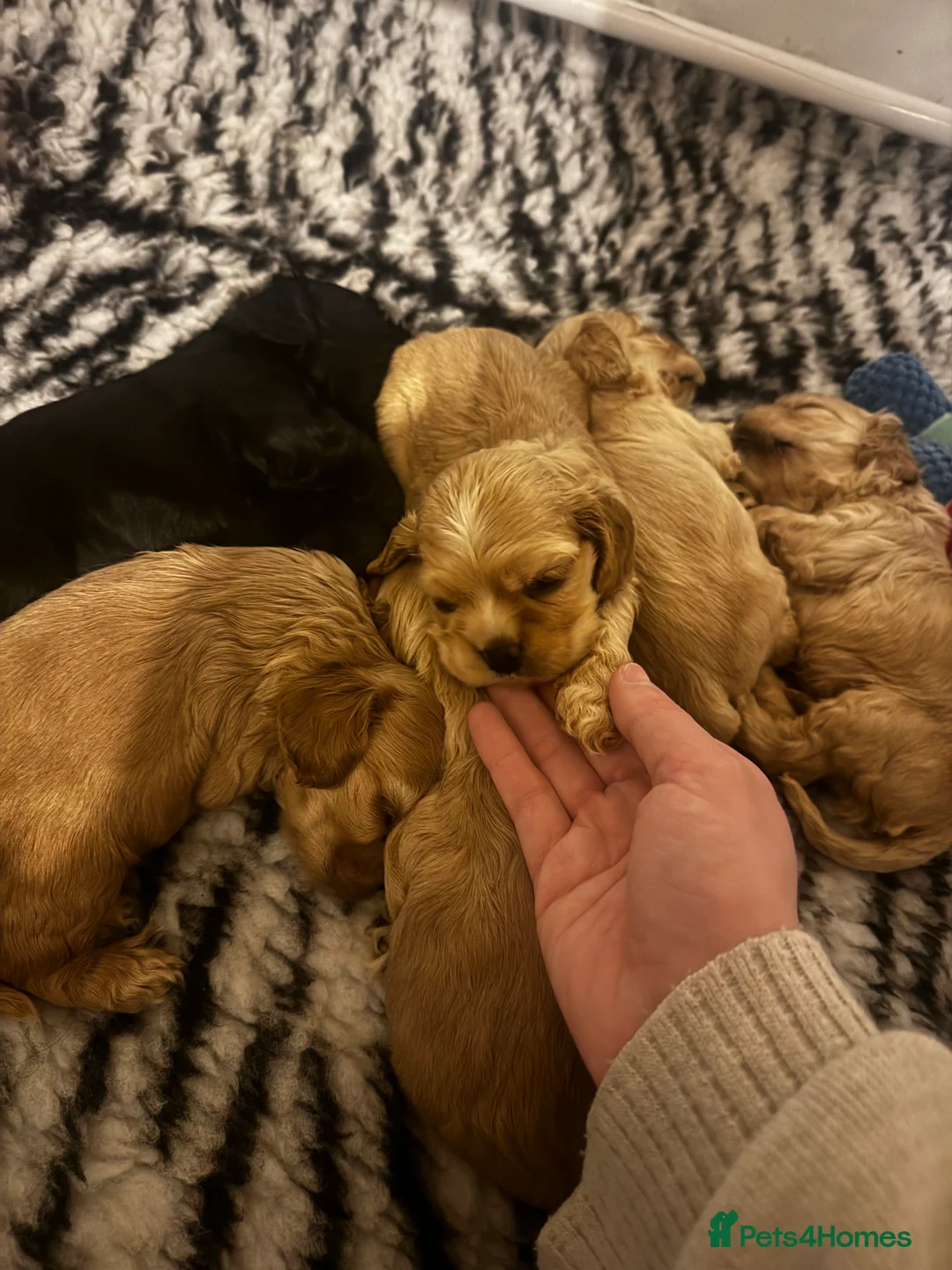 American Cocker Spaniel dogs for stud: KC PROVEN American Cocker Spaniel Stud (0.1% COI) - Advert 2