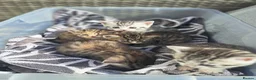 British Shorthair cats for sale: Fluffy Tigers (Last Two) - Advert 24