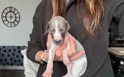 Whippet dogs for sale: OUTSTANDING PRESTIGIOUS LAGUNA BLUE WHIPPETS! KC - Image 27