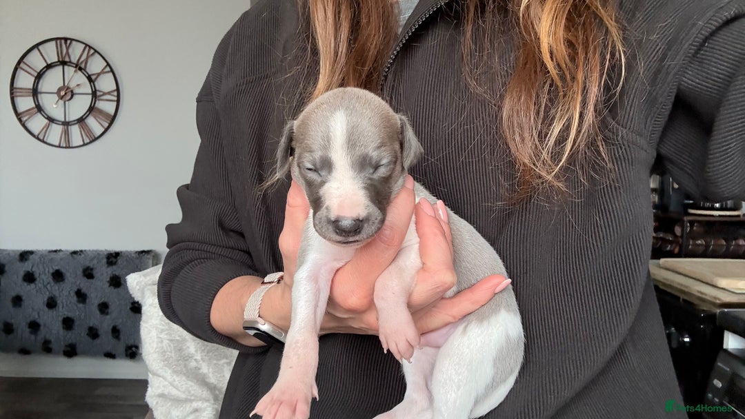 Whippet dogs for sale: OUTSTANDING PRESTIGIOUS LAGUNA BLUE WHIPPETS! KC - Image 27