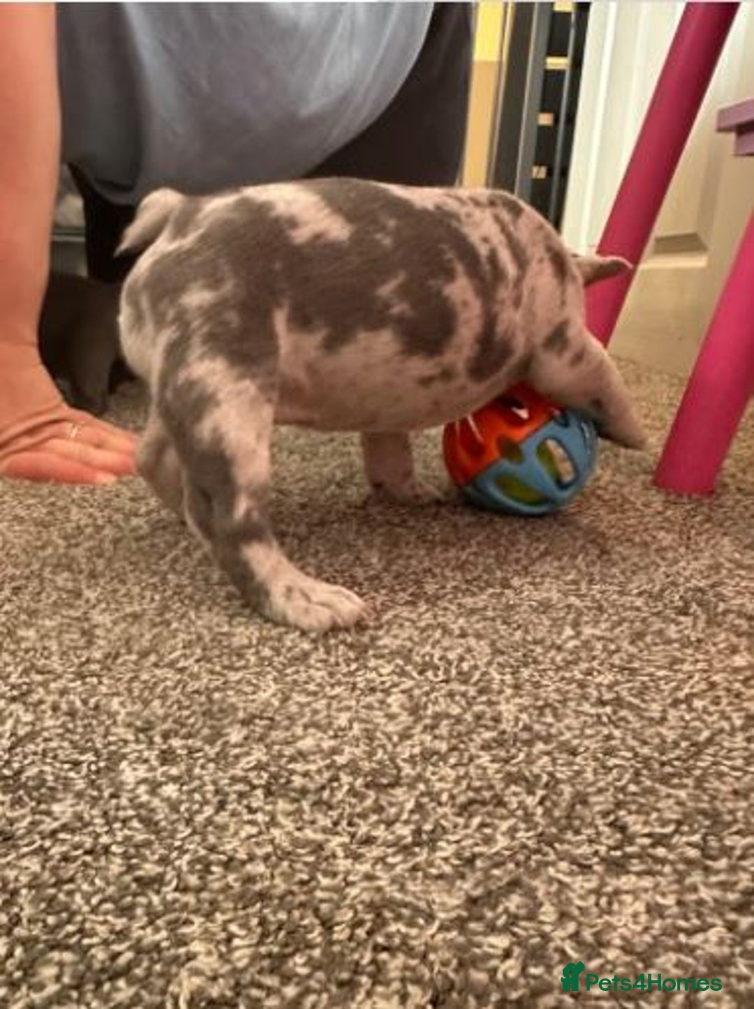 French Bulldog dogs for sale: French Bulldog Puppies for sale - Advert 5