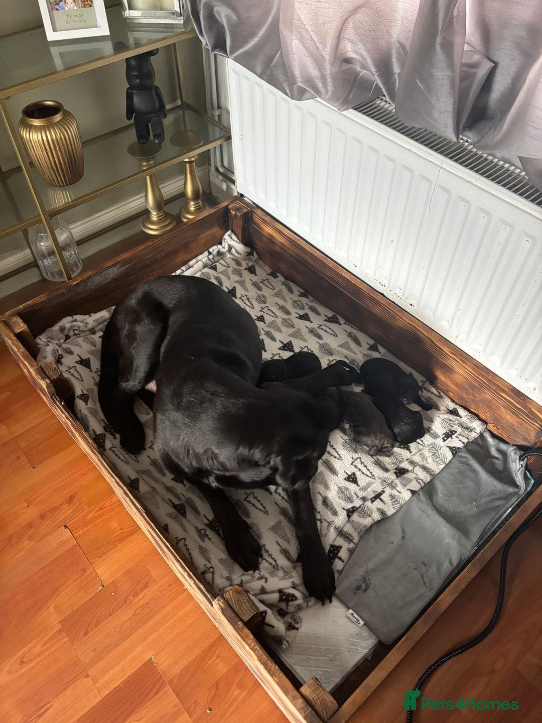 Cane Corso dogs for sale: 🐾Cane Corso Pups ready for Their Forever Homes!🐾 - Image 8