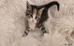 Maine Coon cats for sale: Beautiful Mainecoon princess - Image 1