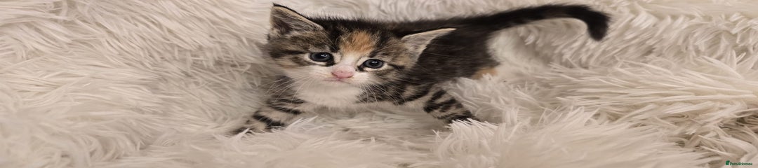 Maine Coon Kitten 2