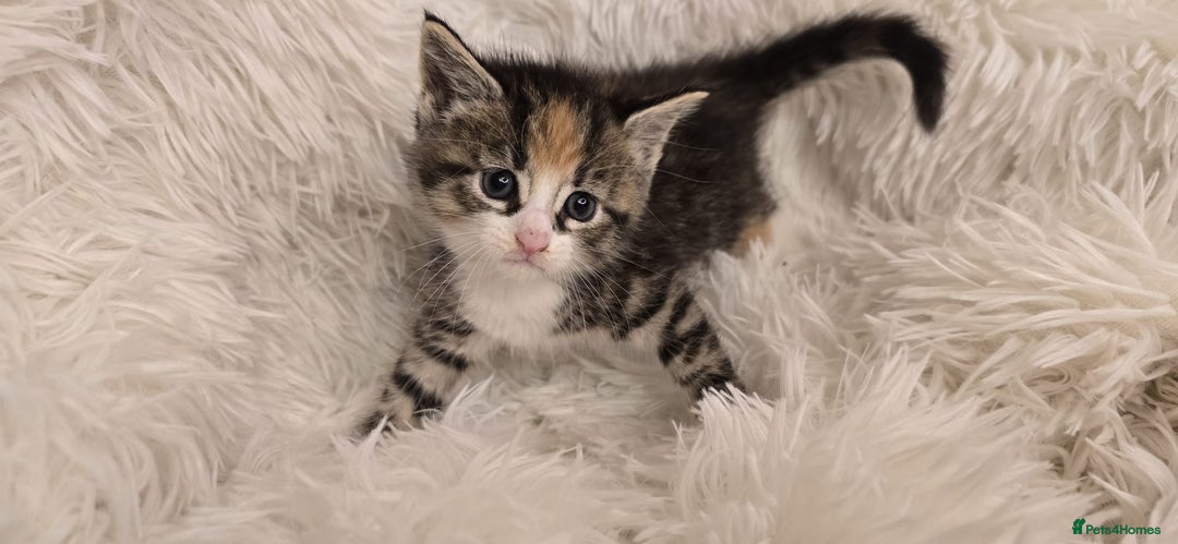 Maine Coon cats for sale: Beautiful Mainecoon princess - Image 1
