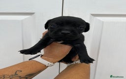 Mixed Breed dogs for sale: 4 week old puppies - Image 8