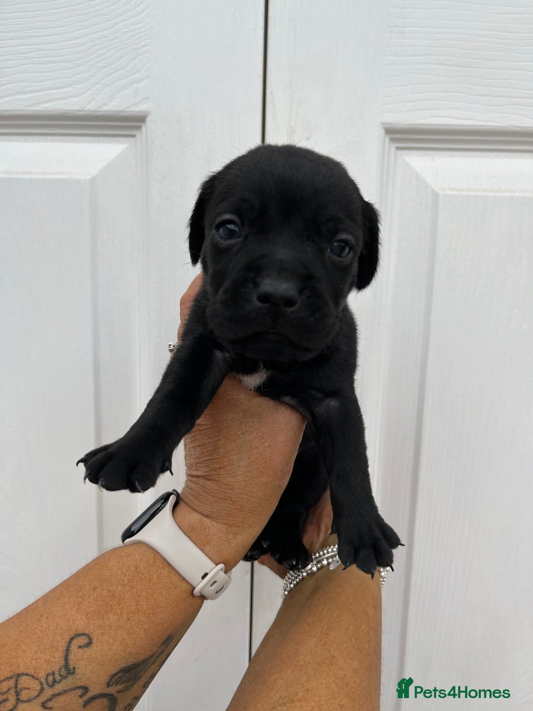 Mixed Breed dogs for sale: 4 week old puppies - Image 8