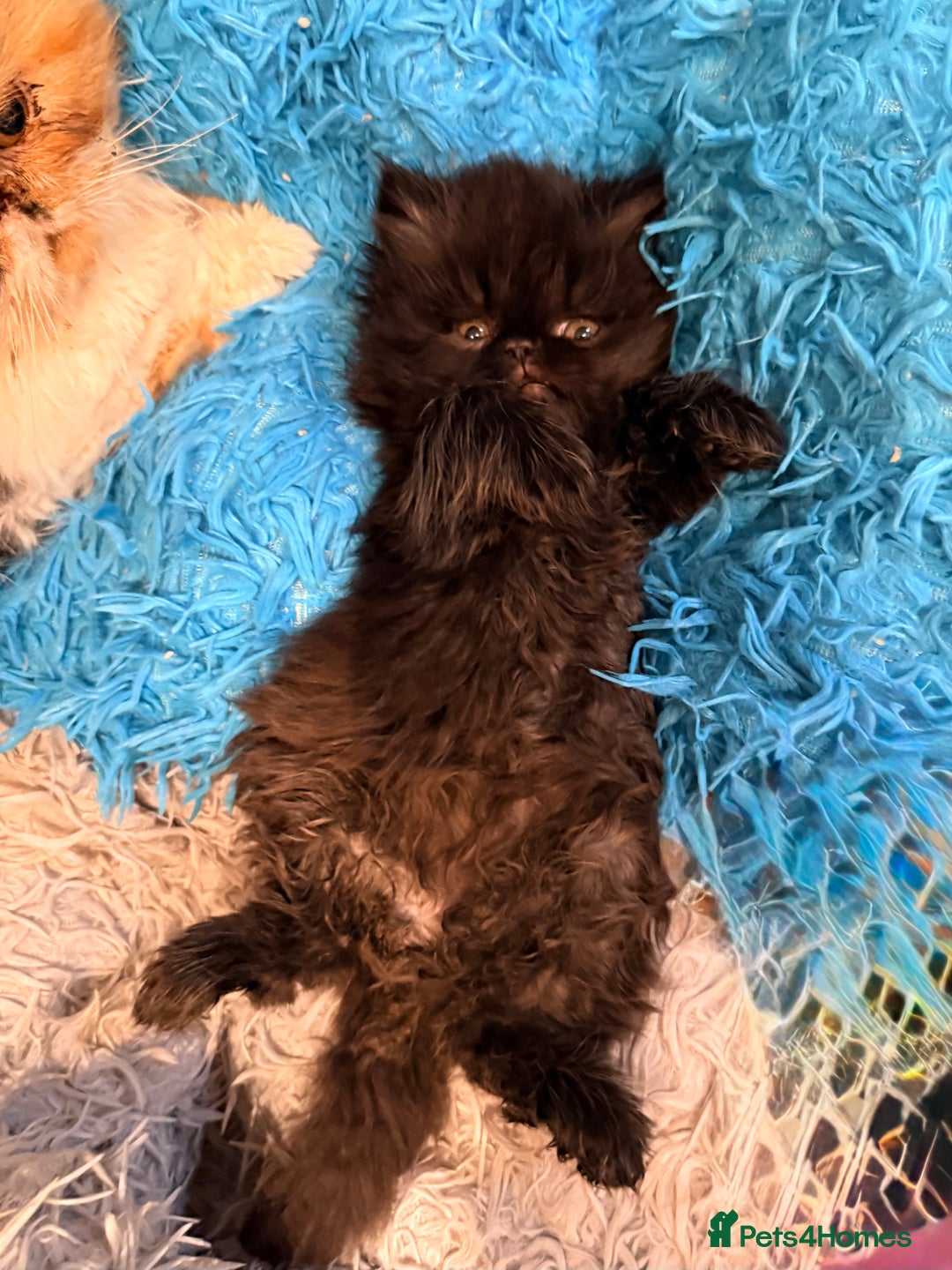 Persian cats for sale: Stunning GCCF reg Persians – Born Halloween 2025  - Advert 17