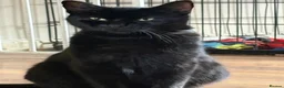 Mixed Breed cats for sale: 3 female kittens  - Advert 1