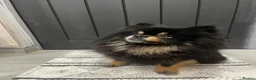 Pomeranian dogs for sale: Pomeranian - Advert 3