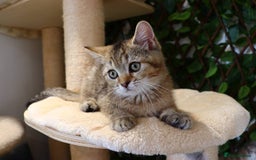 Scottish Fold cats for sale: Ready TICA reg stunning kittens available  - Image 12