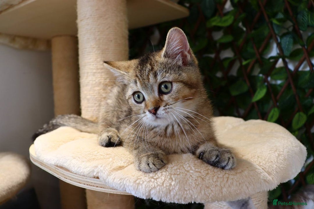 Scottish Fold cats for sale: Ready TICA reg stunning kittens available  - Image 12