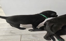 Labrador Retriever dogs for sale: Black boy labradors from working/gun dogs - Image 4