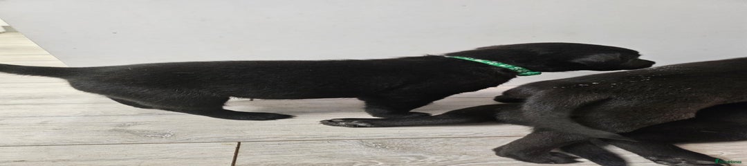 Labrador Retriever Puppy 1