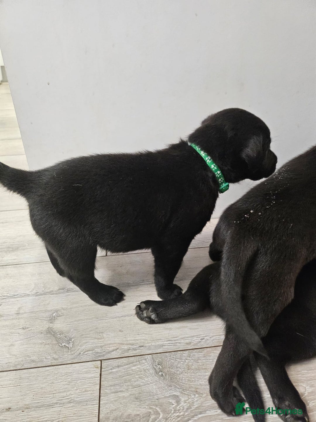 Labrador Retriever dogs for sale: Black boy labradors from working/gun dogs - Image 4