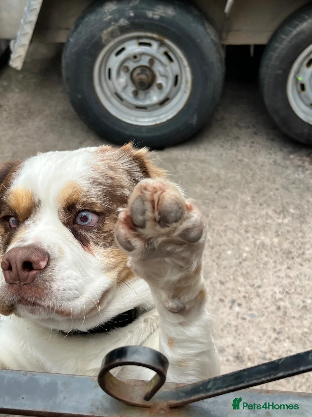 Mixed Breed dogs for sale: Billy - Advert 2