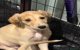 Saluki dogs for sale: Saluki  - Image 14