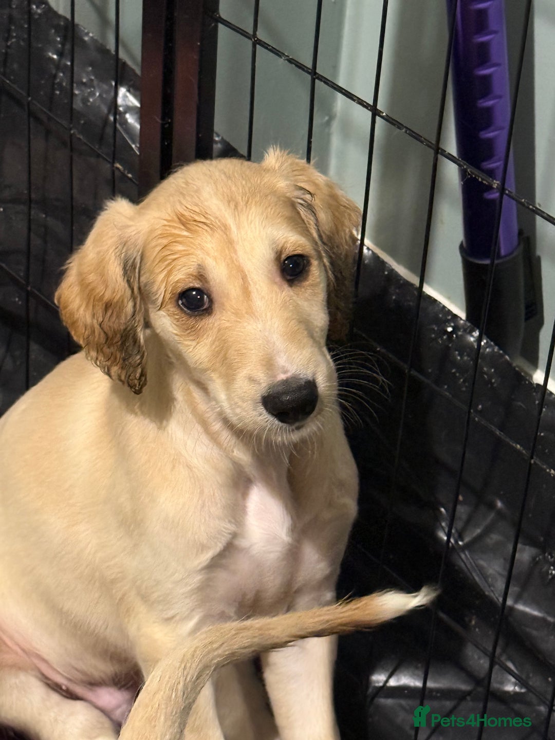 Saluki dogs for sale: Saluki  - Image 14