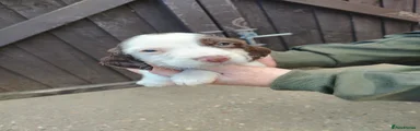 English Springer Spaniel 7