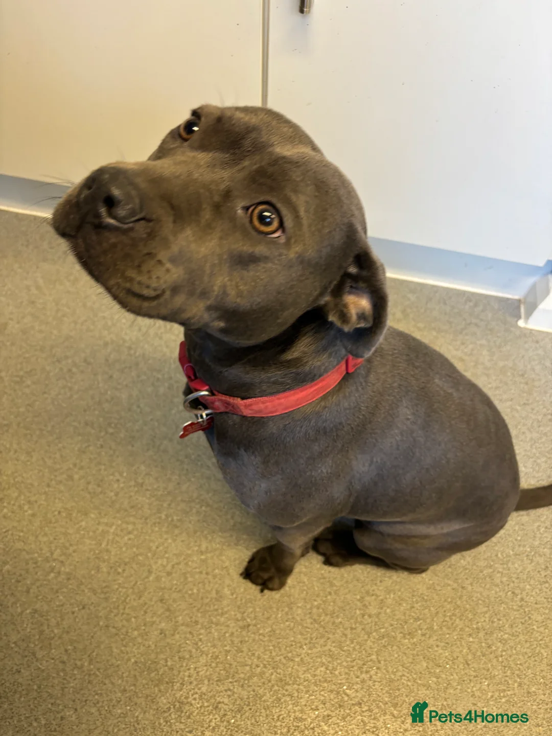 Staffordshire Bull Terrier dogs for sale: Blue staffy girl-1 year old - Advert 2