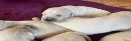 Golden Retriever dogs for sale: Cream kc registered golden retriever pups - Advert 3