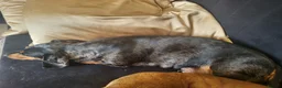 Miniature Dachshund dogs for sale: Absolutely gorgeous mini mini sausage dog  - Advert 12