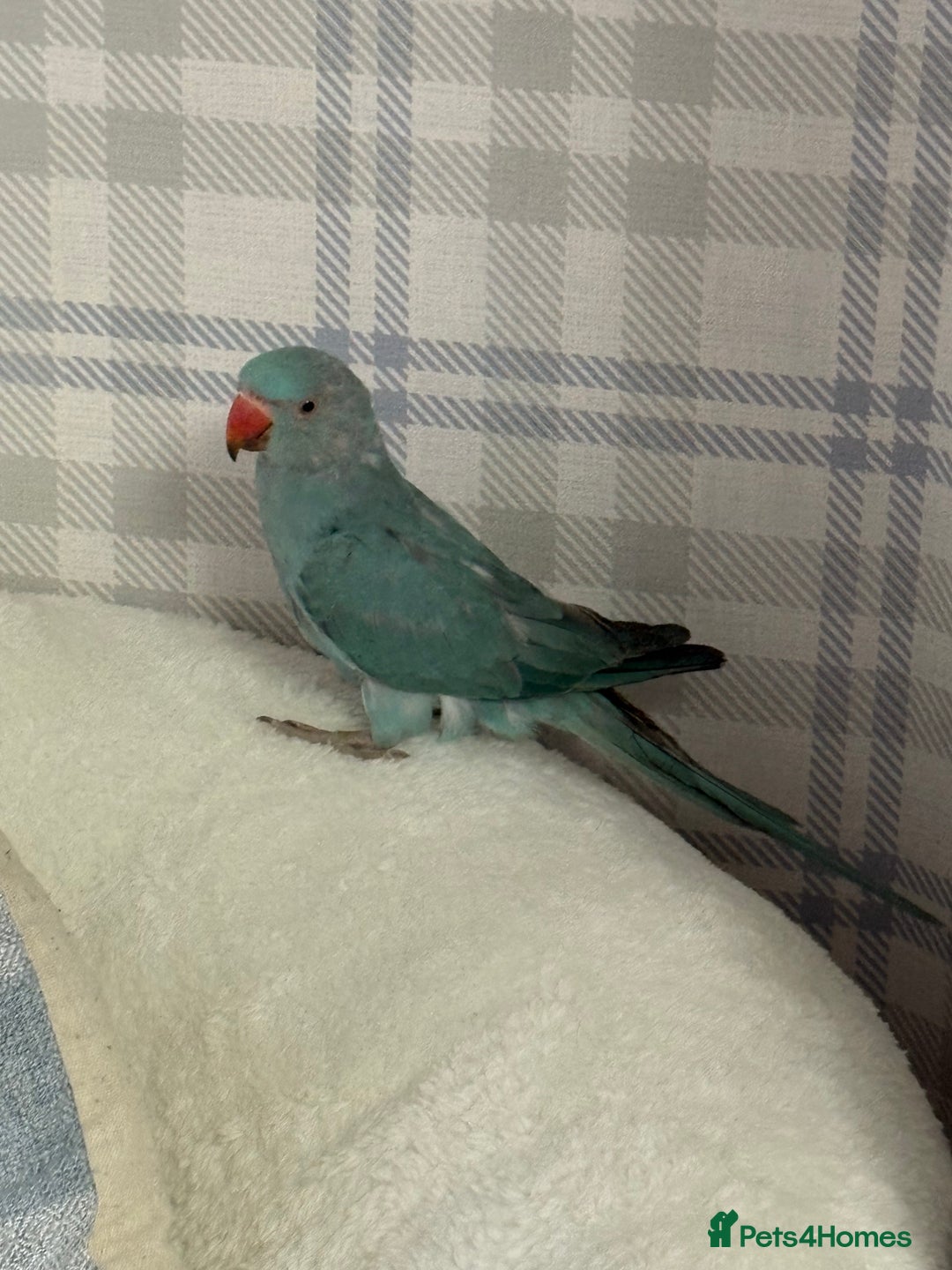 Parakeets birds for sale: Beautiful Blue Ring Neck Parakeet  - Advert 4