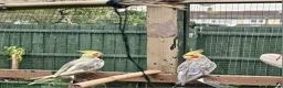 Cockatiels birds for sale: Birds  - Advert 6