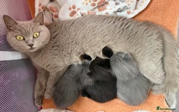 British Shorthair cats for sale: Adorable British Shorthair kittens - Blue & Choco - Image 18